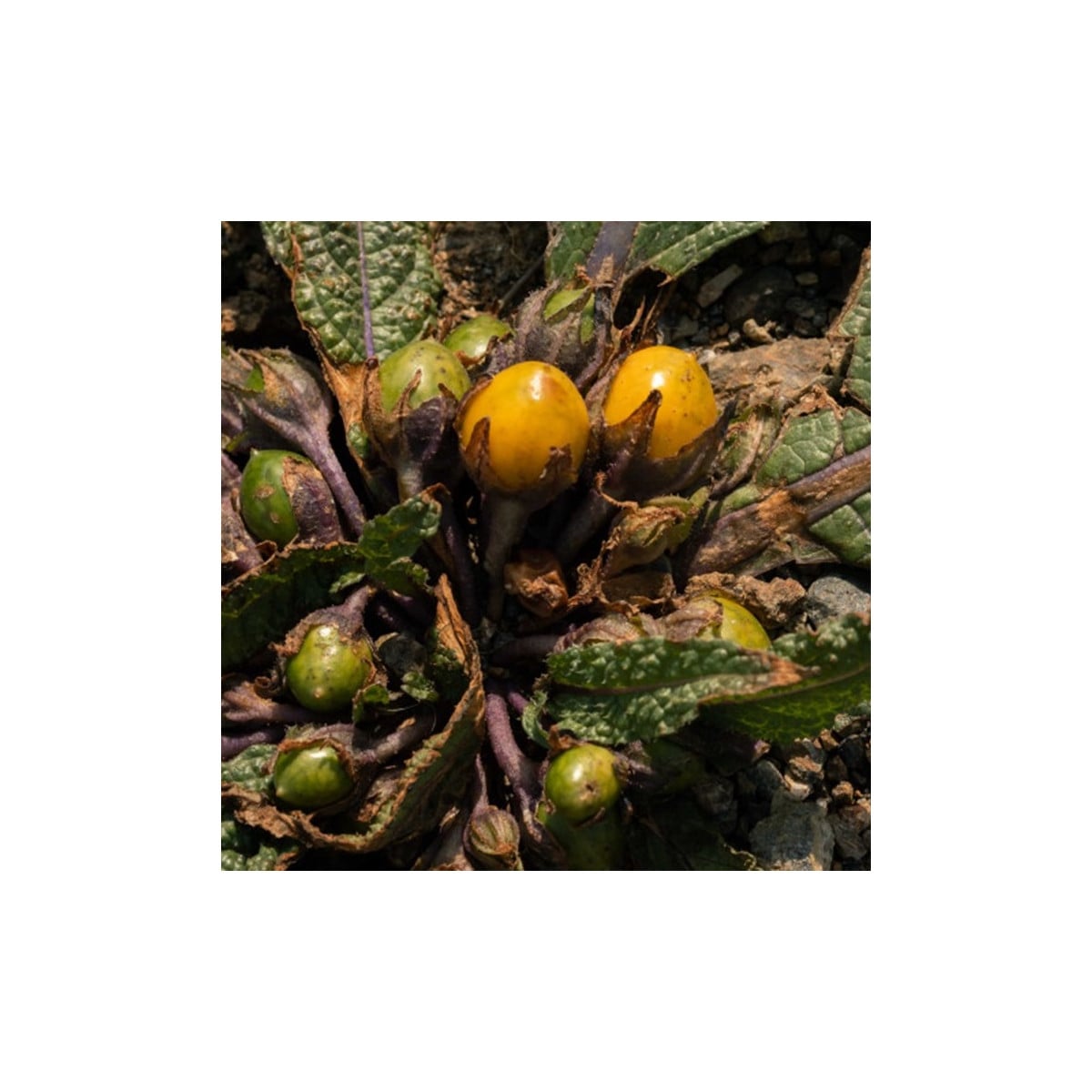 Mandragora lekárska - Mandragora officinalis - semená mandragory - 6 ks