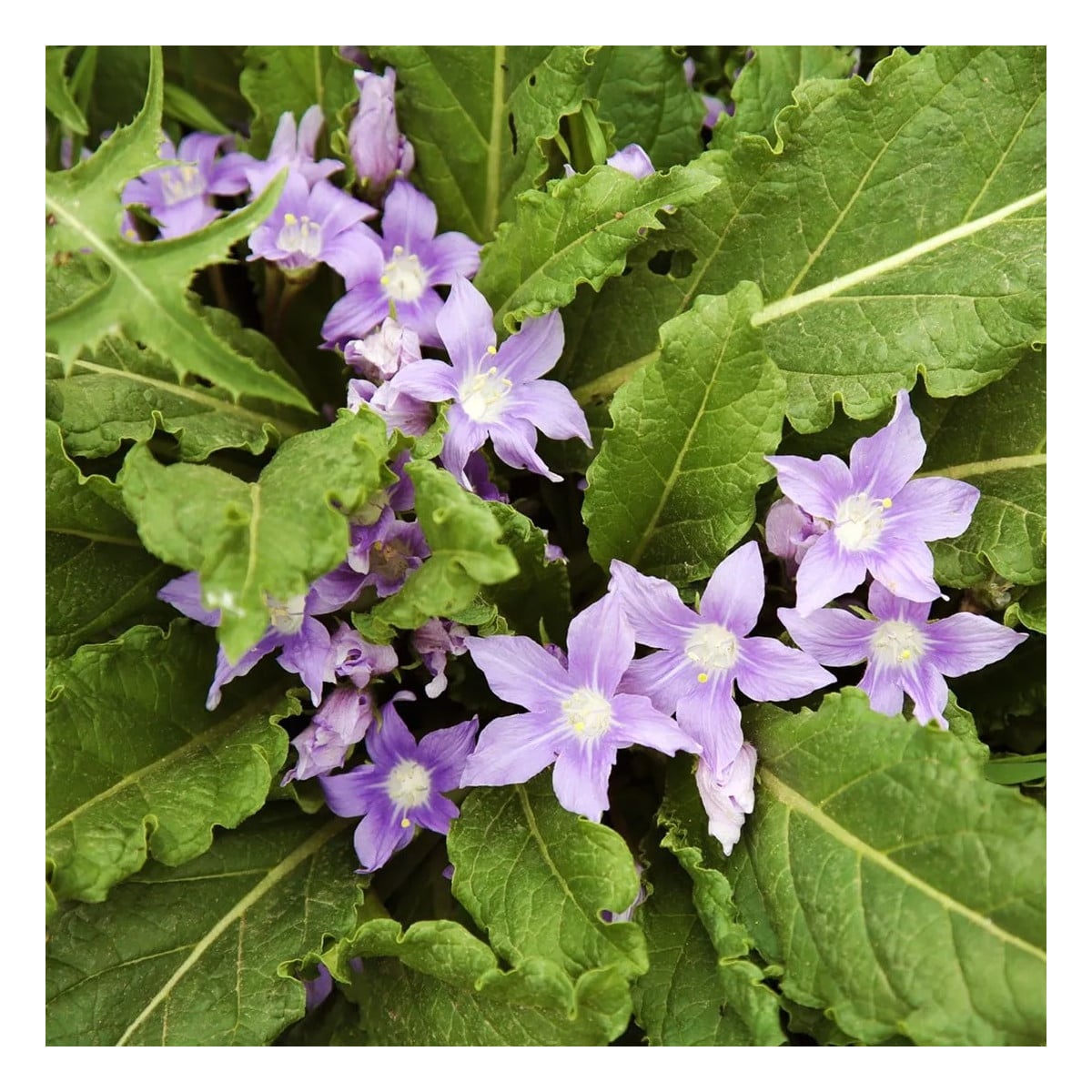 Mandragora lekárska - Mandragora officinalis - semená mandragory - 6 ks