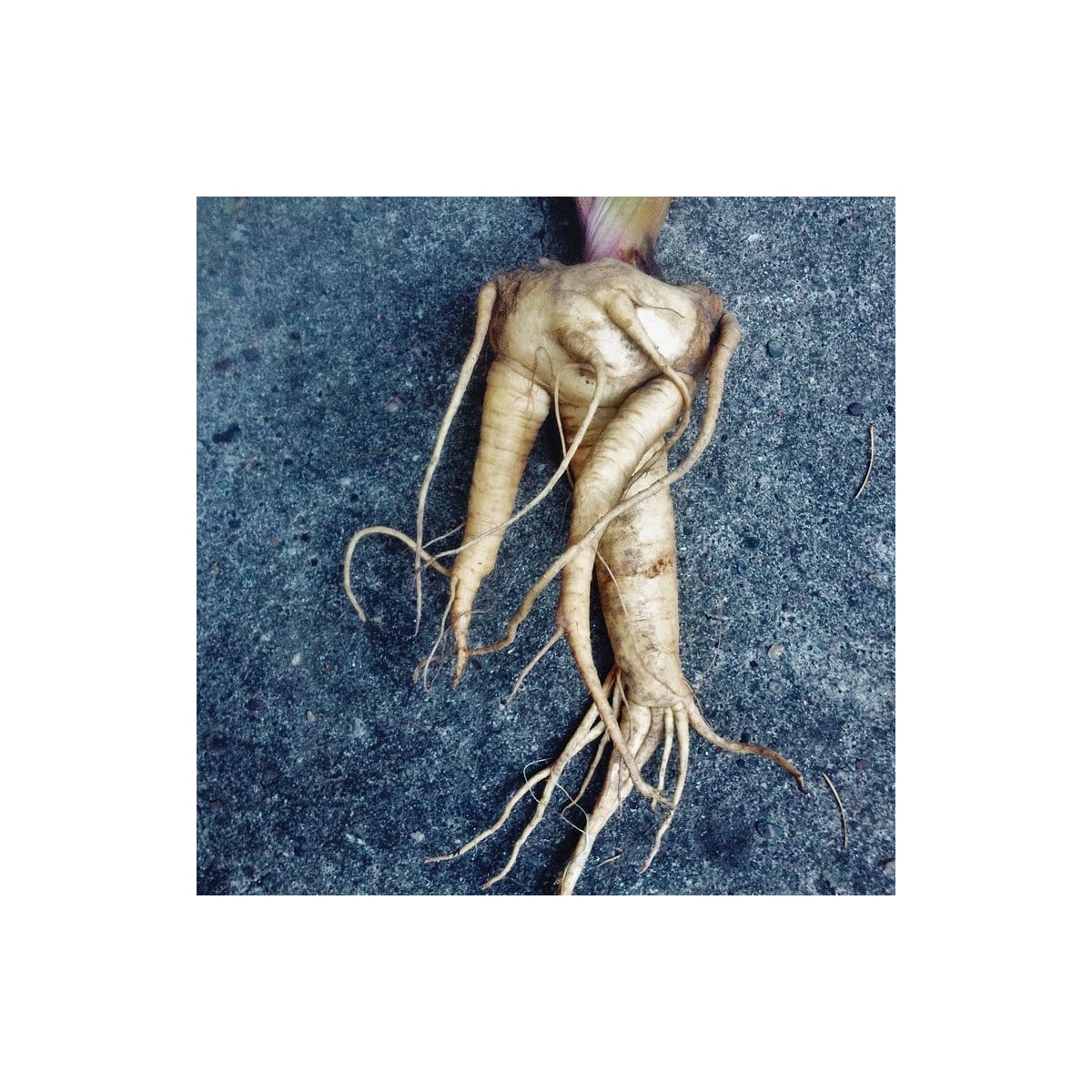 Mandragora lekárska - Mandragora officinalis - semená mandragory - 6 ks