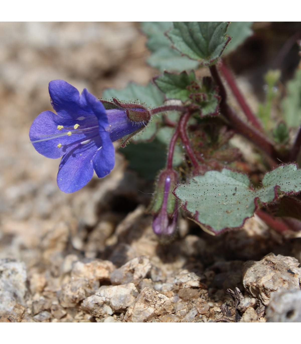 Facélia modrá - Phacelia campanularia - semená facélie - 0,7 g
