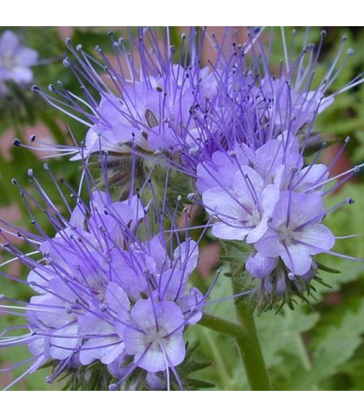 Facélia vratičolistá - Phacelia tanacetifolia - pre včely - semená facélie - 50 ks