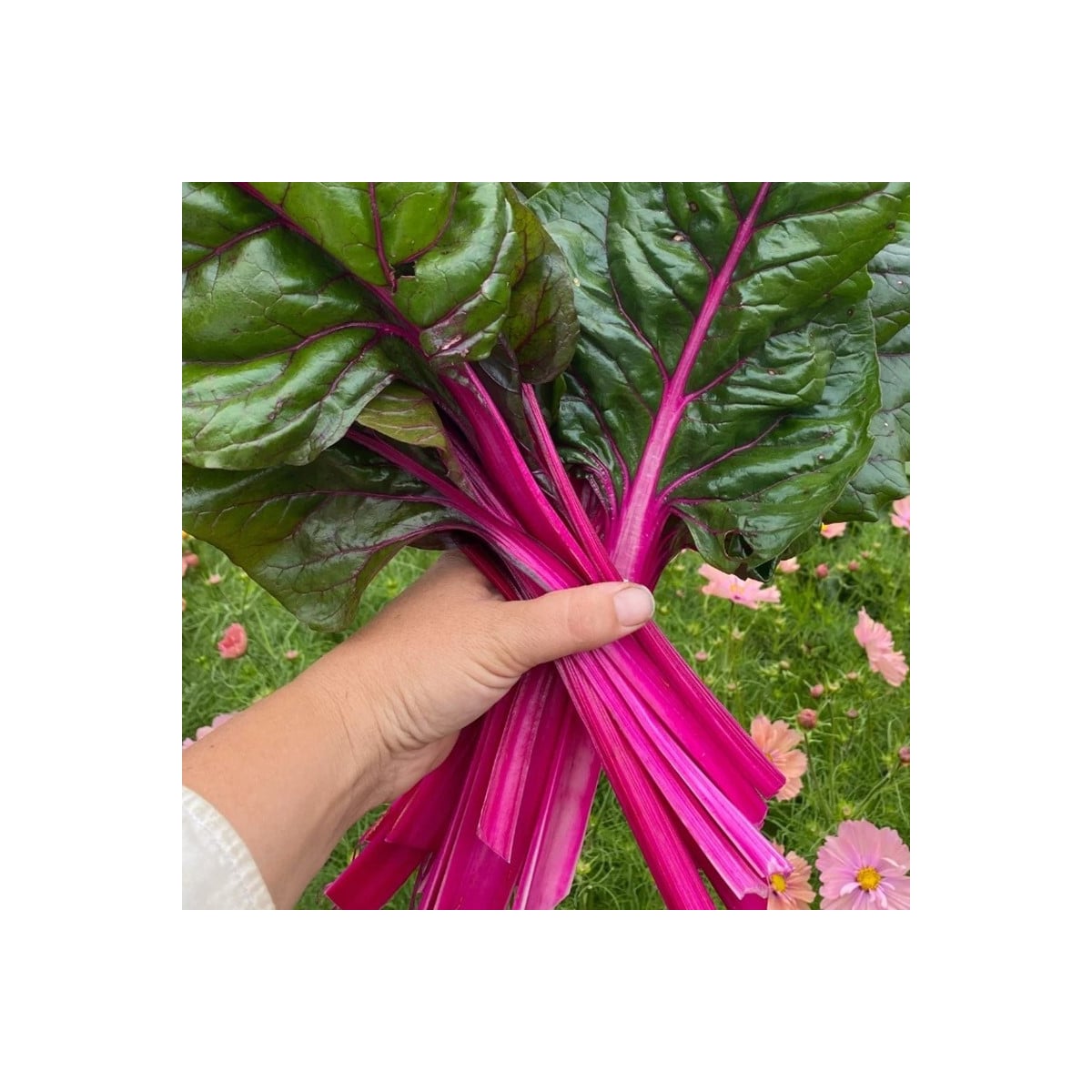 Mangold Magenta Sunset - Beta vulgaris - semená mangoldu - 30 ks