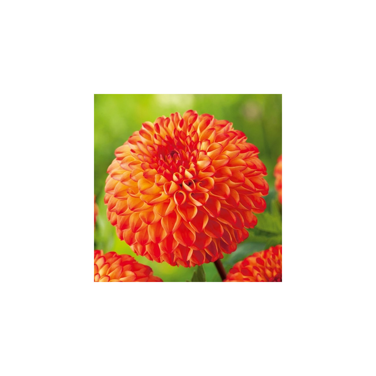 Georgína Mirella - Dahlia - hľuzy georgíny - 1 ks