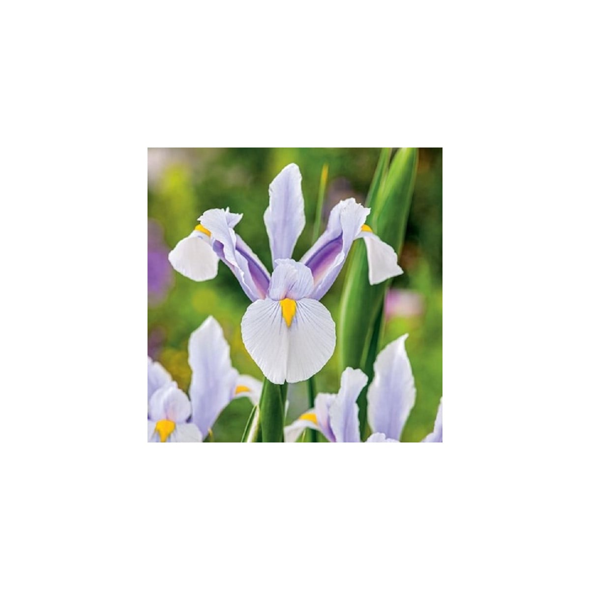 Kosatec holandský Carmen - Iris hollandica - cibuľky kosatca - 3 ks