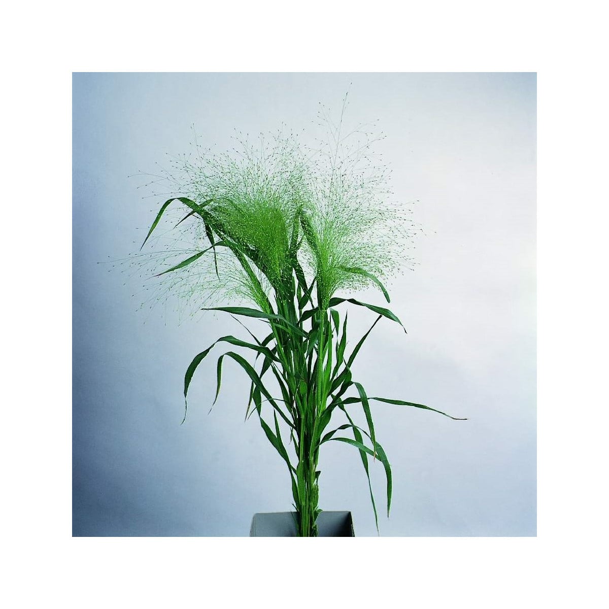 Proso prútnaté Fontaine - Panicum virgatum - semená prosa - 50 ks