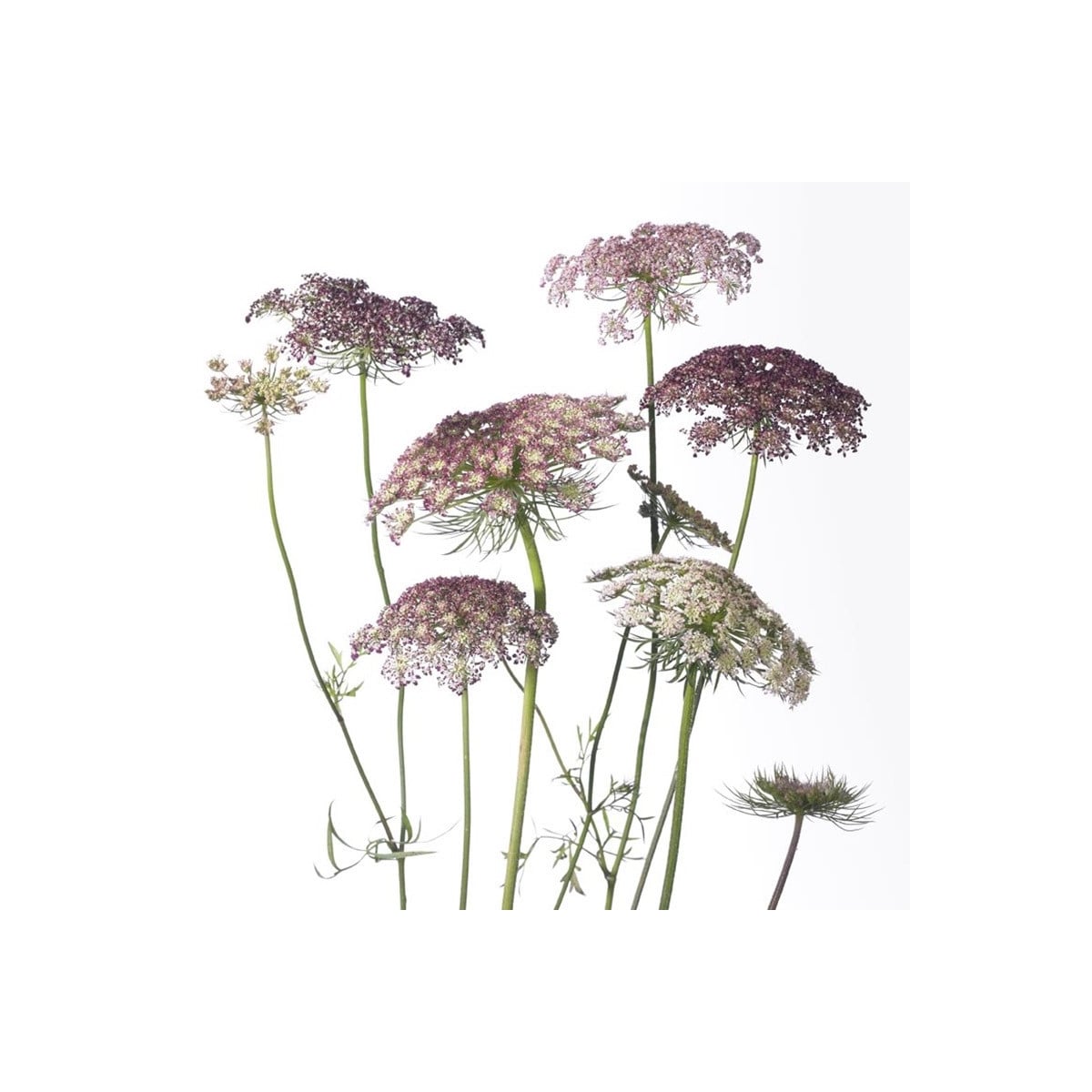 Okrasná mrkva Dara - Daucus carota - semená mrkvy - 20ks ​