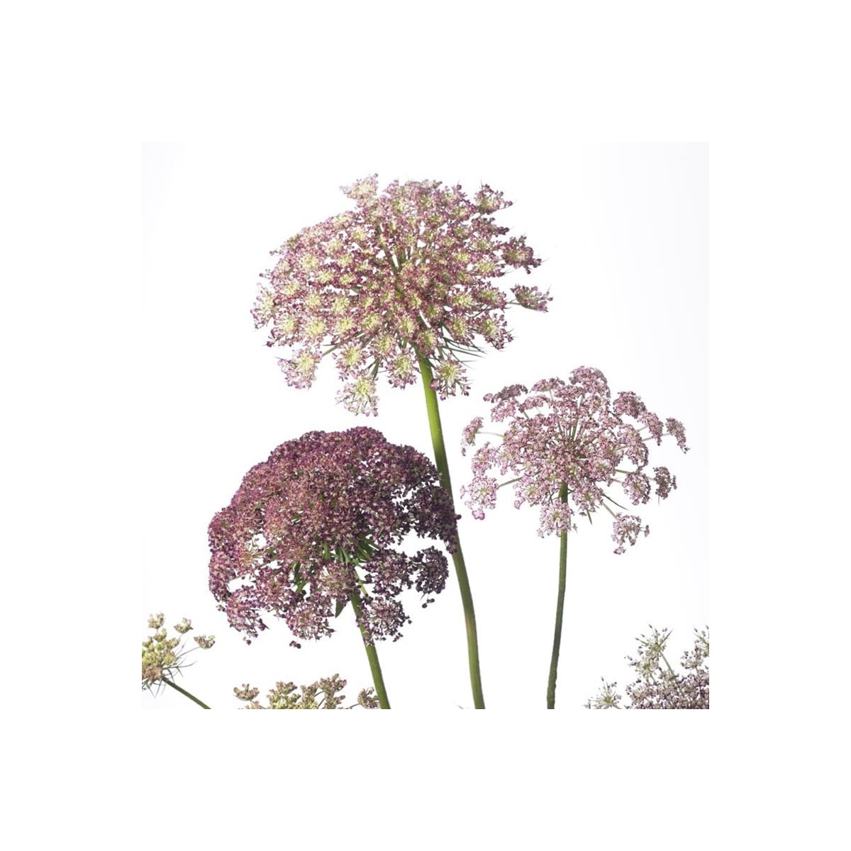 Okrasná mrkva Dara - Daucus carota - semená mrkvy - 20ks ​