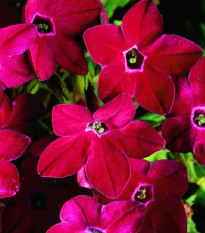 Tabak Saratoga červený F1 - Nicotiana x alata - semená tabaku - 30 ks