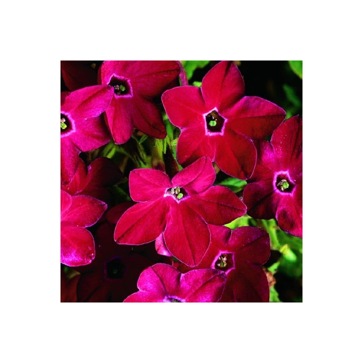 Tabak Saratoga červený F1 - Nicotiana x alata - semená tabaku - 30 ks