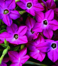 Tabak Saratoga ružový F1 - Nicotiana alata - semená tabaku - 30 ks