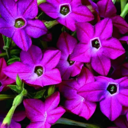 Tabak Saratoga ružový F1 - Nicotiana alata - semená tabaku - 30 ks