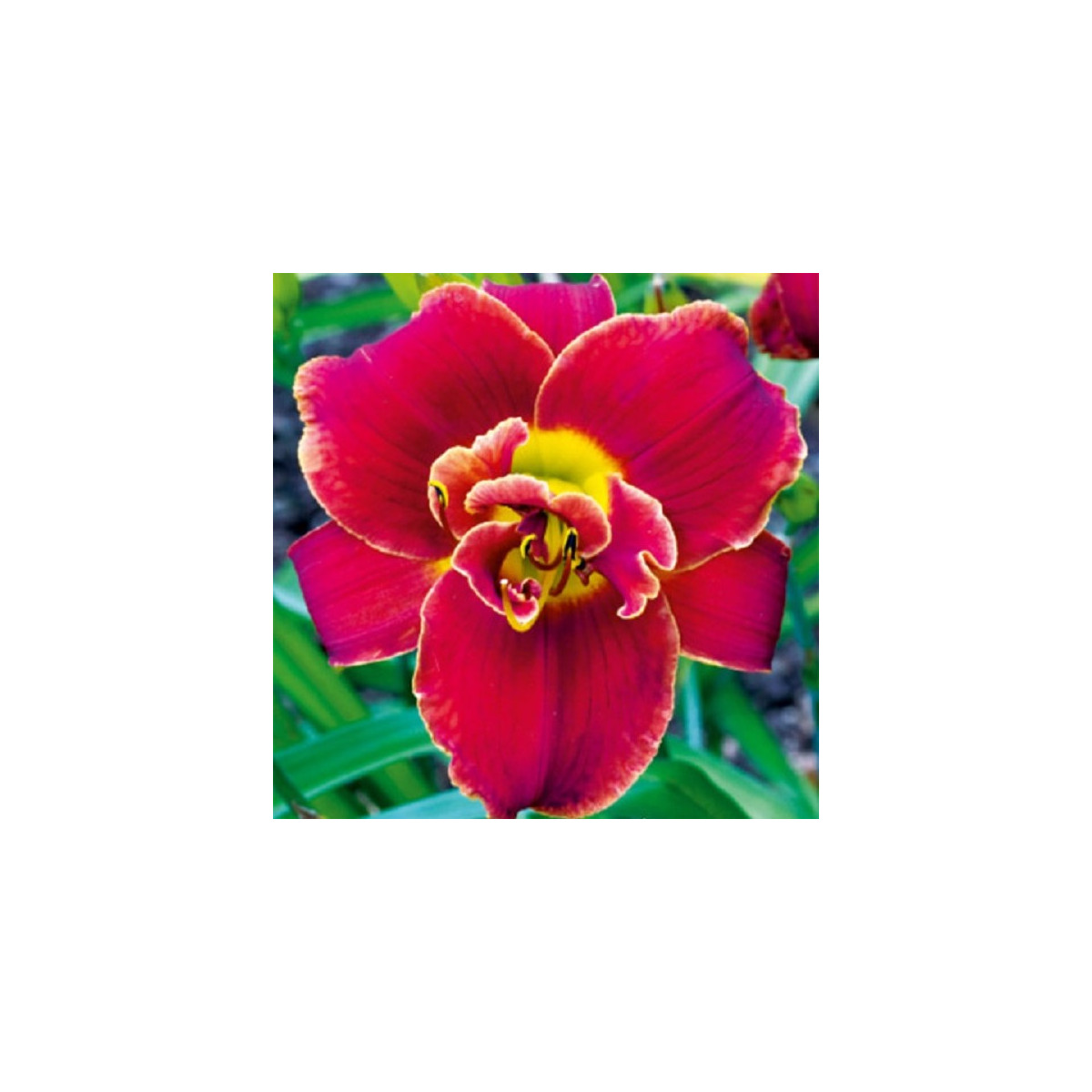 Ľaliovka Highland Lord - Hemerocallis - hľuzy ľaliovky - 1 ks ​