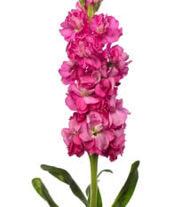 Fiala Iron Rose Pink - Matthiola incana - semená fialy - 40 ks