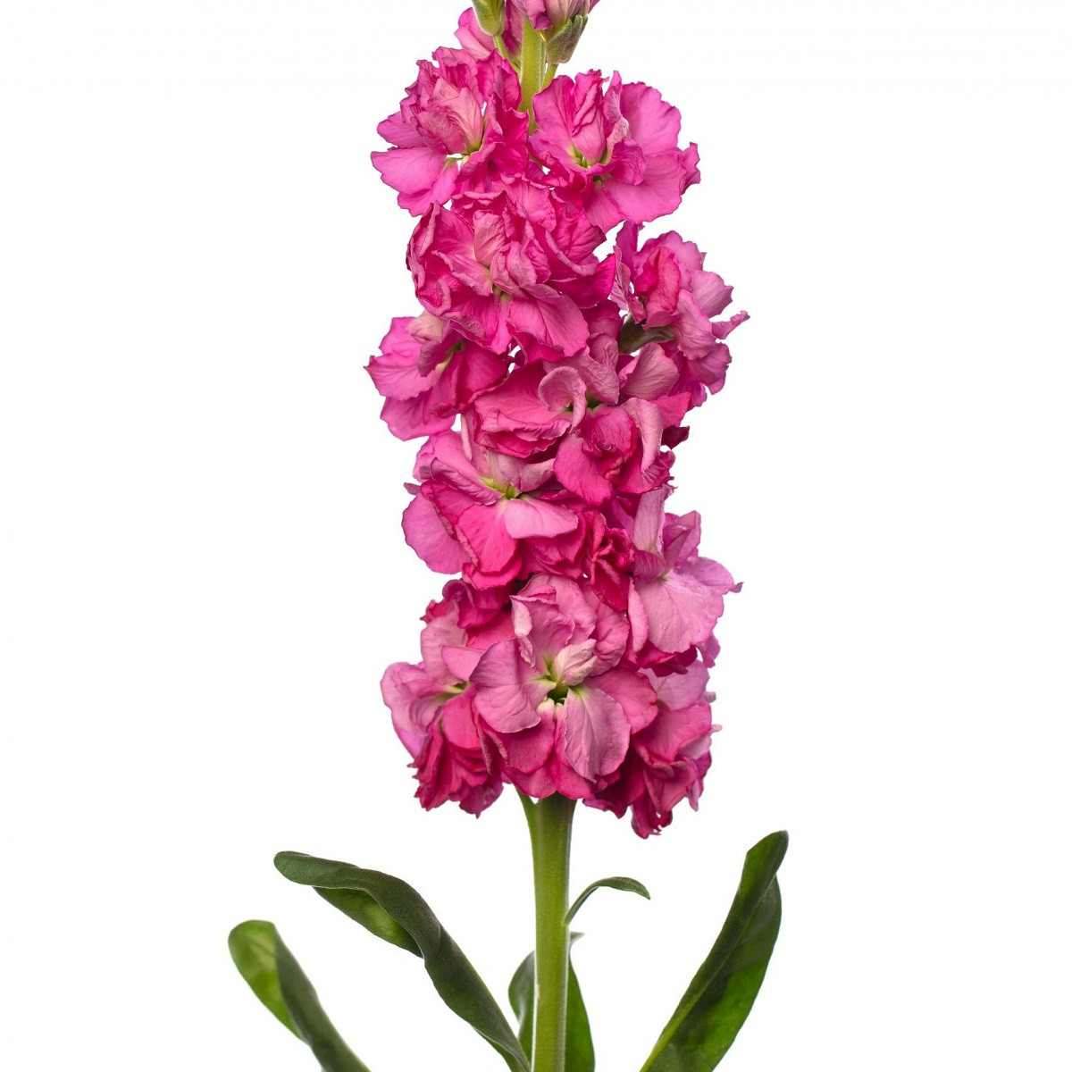 Fiala Iron Rose Pink - Matthiola incana - semená fialy - 40 ks