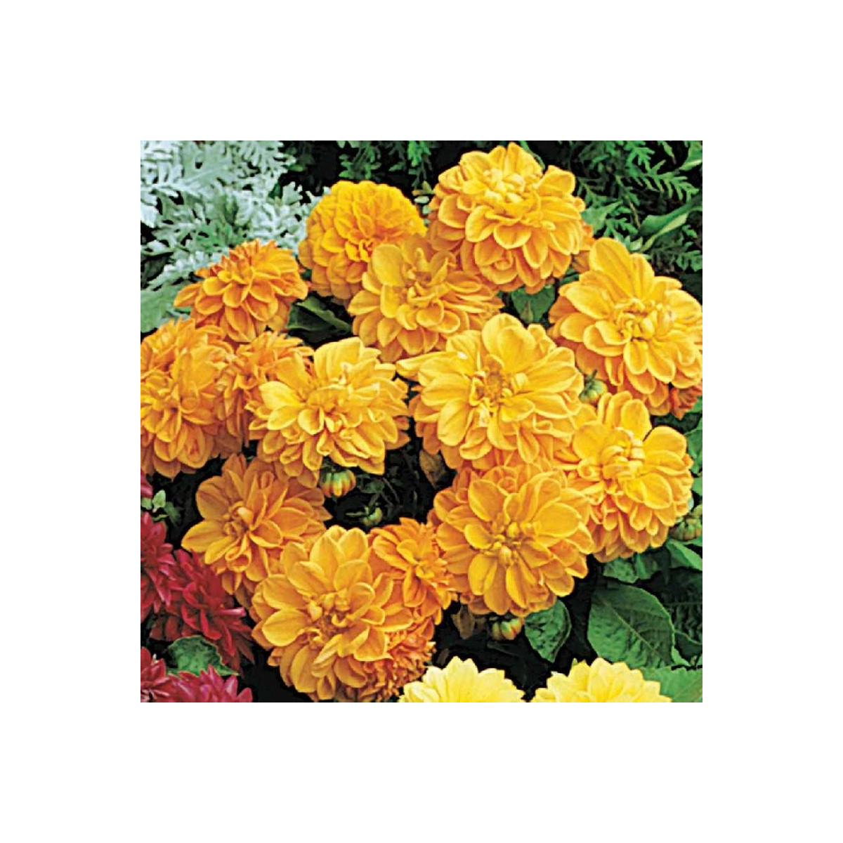 Georgína premenlivá Figaro Orange shades - Dahlia variabilis - semená georgíny - 20 ks ​