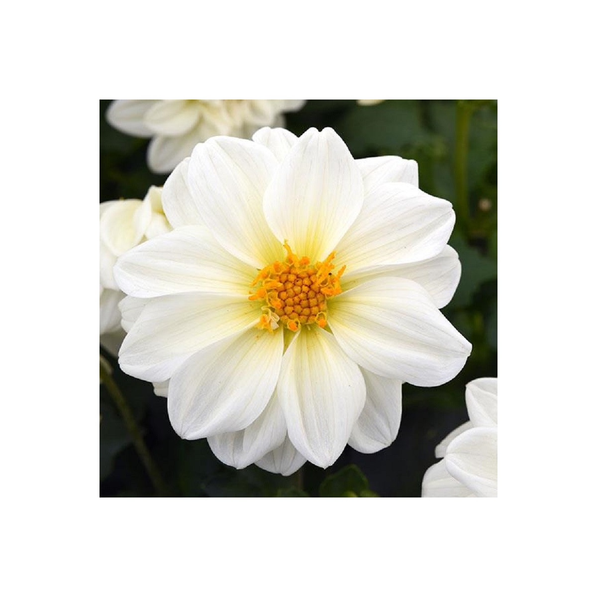 Georgína premenlivá Figaro biela - Dahlia variabilis - semená georgíny - 20 ks