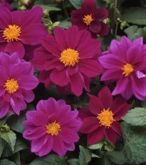 Georgína premenlivá Figaro Violet shades - Dahlia variabilis - semená georgíny - 20 ks