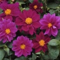 Georgína premenlivá Figaro Violet shades - Dahlia variabilis - semená georgíny - 20 ks
