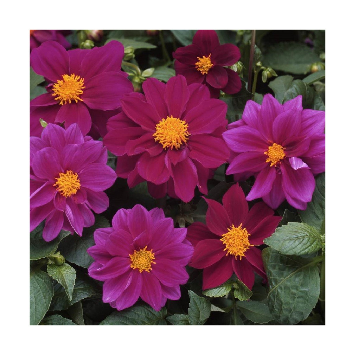 Georgína premenlivá Figaro Violet shades - Dahlia variabilis - semená georgíny - 20 ks