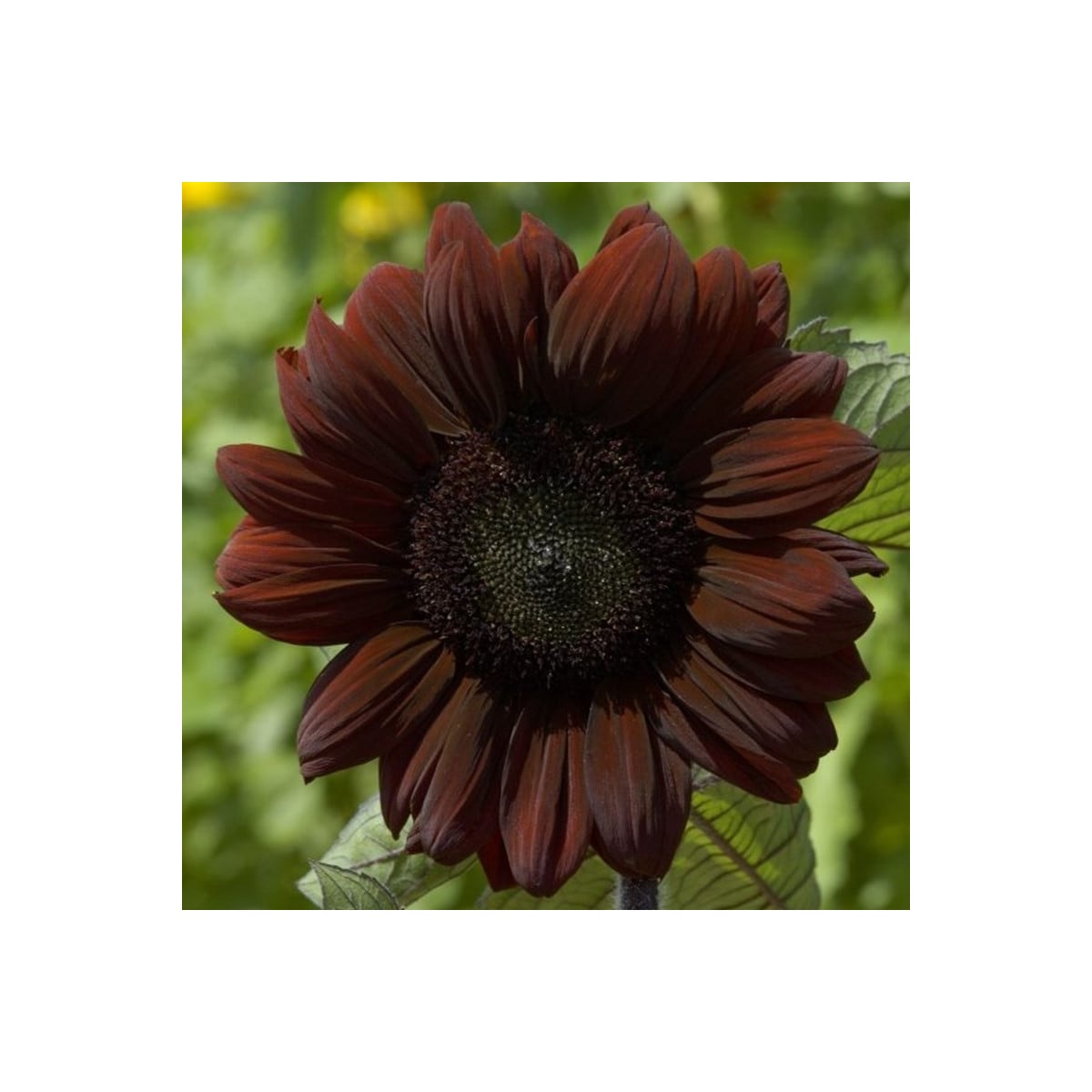 Slnečnica ročná Claret - Helianthus annuus - semená slnečnice - 10 ks