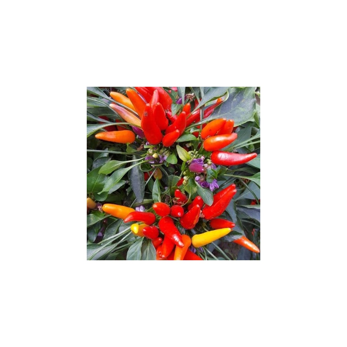 Chilli Rainbow fire - Capsicum frutescens - semená chilli - 6 ks ​