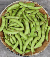 BIO Sója Edamame Chiba Green - Glycine max - bio semená sóje - 20 ks