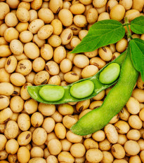BIO Sója Tofu - Glycine max - bio semená sóje - 50 ks