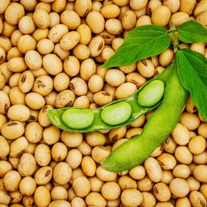 BIO Sója Tofu - Glycine max - bio semená sóje - 50 ks
