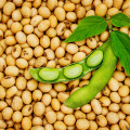 BIO Sója Tofu - Glycine max - bio semená sóje - 50 ks