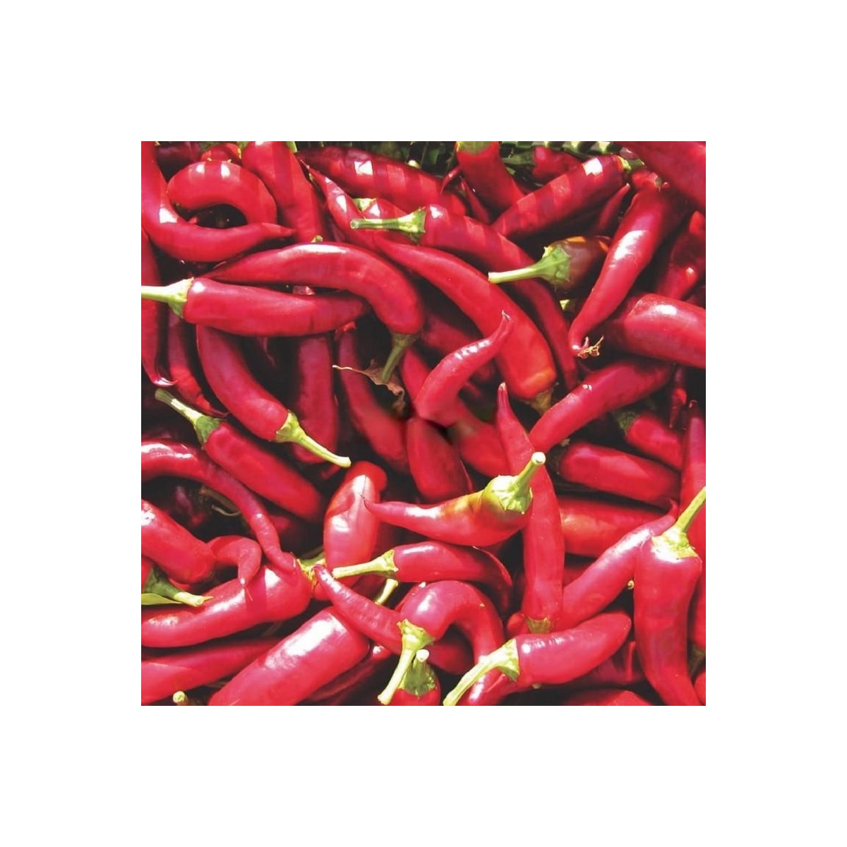 Paprika Kora Zel - Capsicum annuum - semená papriky - 40 ks