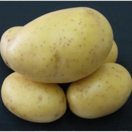 Sadbové zemiaky Princess - Solanum tuberosum - 5 kg ​