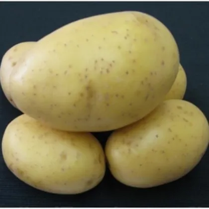 Sadbové zemiaky Princess - Solanum tuberosum - 5 kg ​