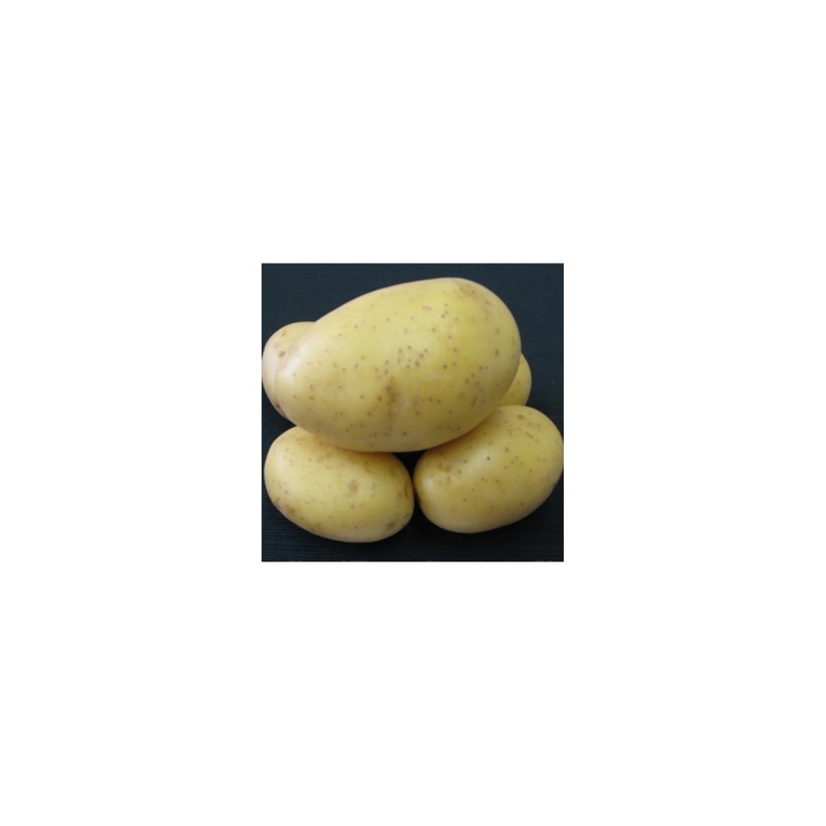 Sadbové zemiaky Princess - Solanum tuberosum - 5 kg ​