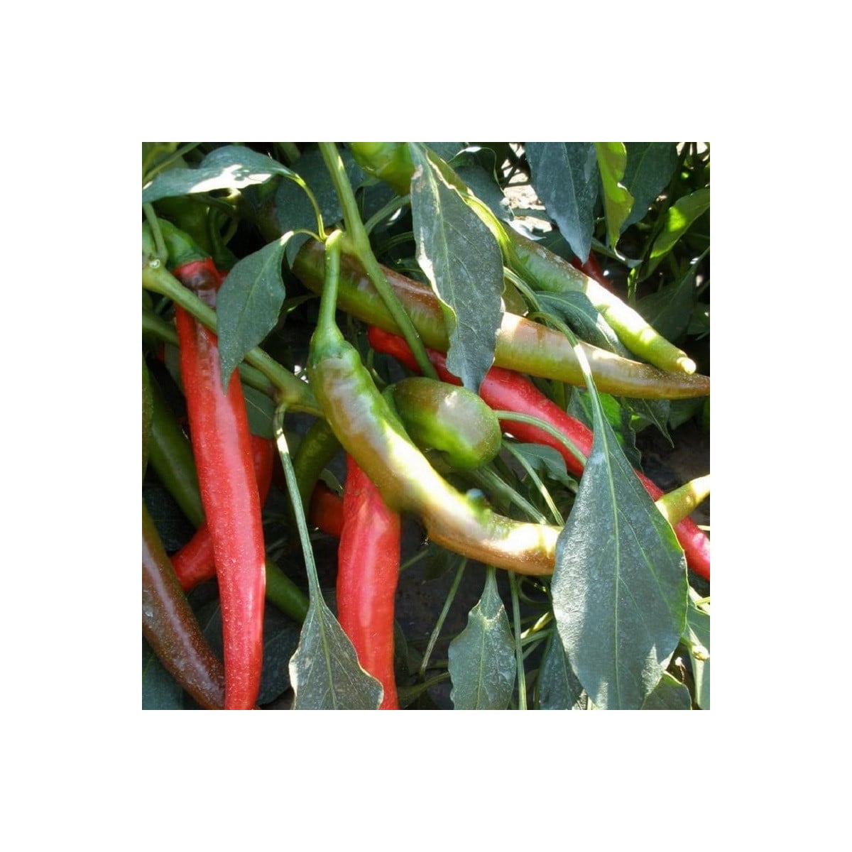 Paprika Pálivec - Capsicum annuum - semená papriky - 20 ks