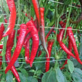 Paprika Pálivec - Capsicum annuum - semená papriky - 20 ks