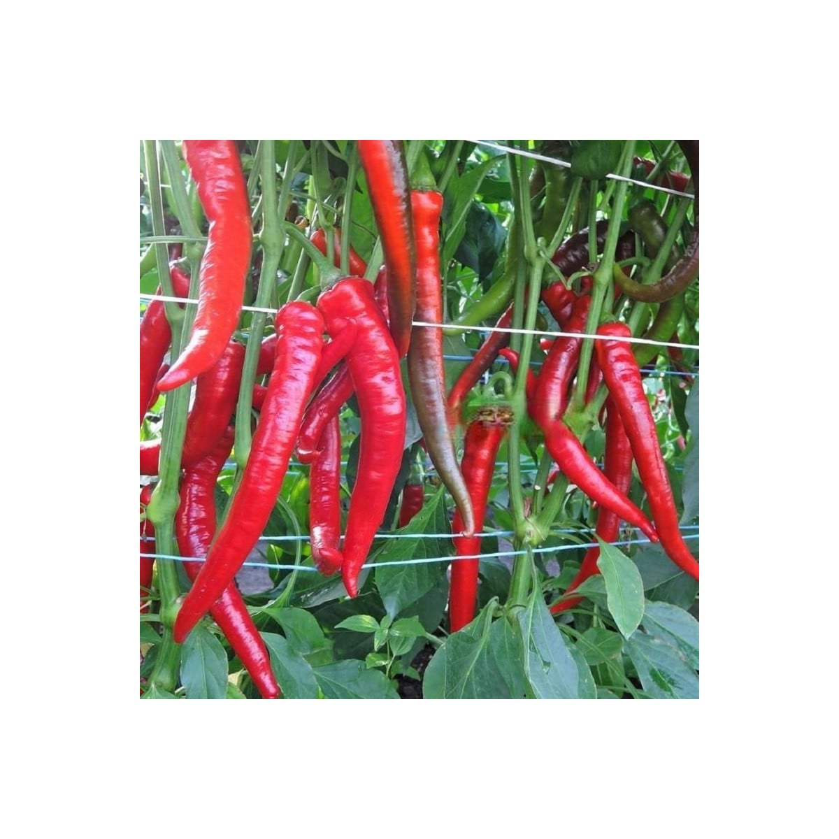 Paprika Pálivec - Capsicum annuum - semená papriky - 20 ks