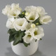 Eustoma Carmen Ivory – Eustoma grandiflorum – semená eustomy – 12 ks