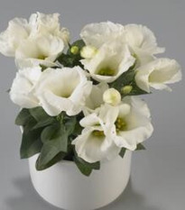 Eustoma Carmen Ivory – Eustoma grandiflorum – semená eustomy – 12 ks