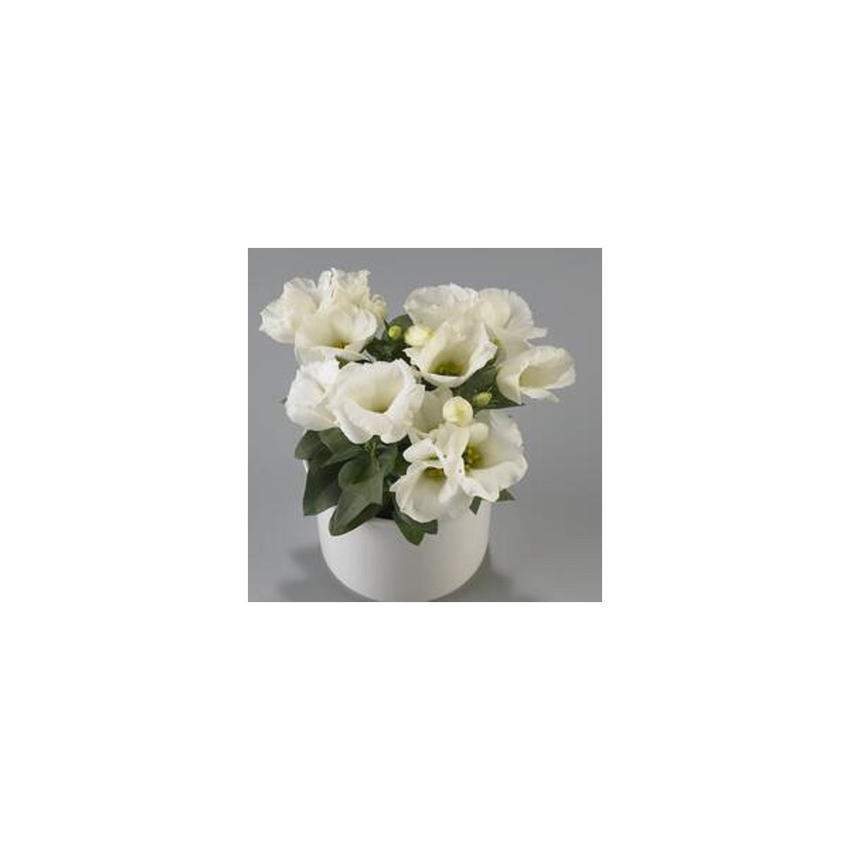 Eustoma Carmen Ivory – Eustoma grandiflorum – semená eustomy – 12 ks