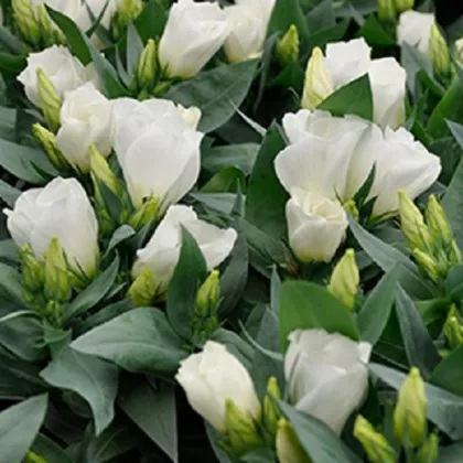 Eustoma Carmen Ivory – Eustoma grandiflorum – semená eustomy – 12 ks