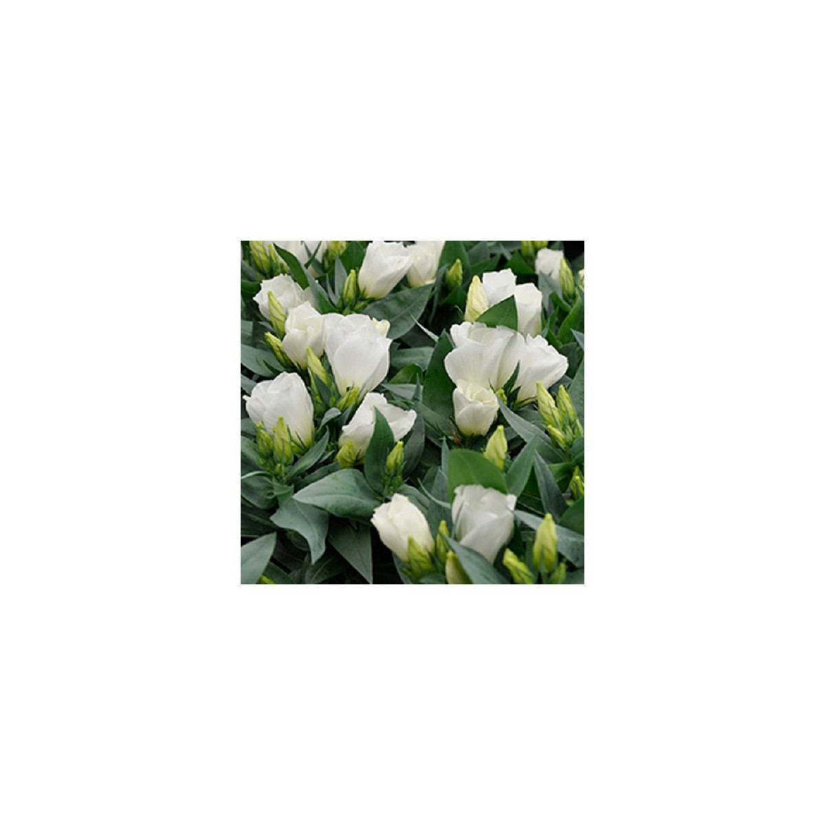 Eustoma Carmen Ivory – Eustoma grandiflorum – semená eustomy – 12 ks