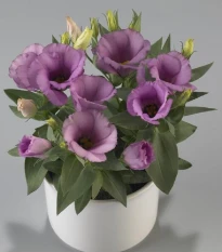 Eustoma Lilac F1 - Eustoma grandiflorum - semena eustomy - 12 ks ​