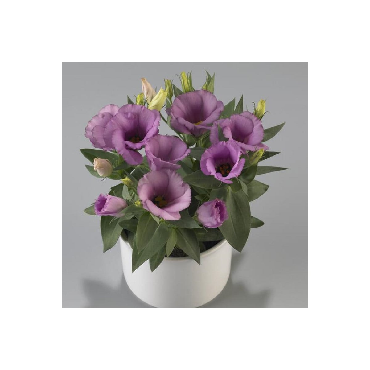 Eustoma Lilac F1 - Eustoma grandiflorum - semena eustomy - 12 ks ​