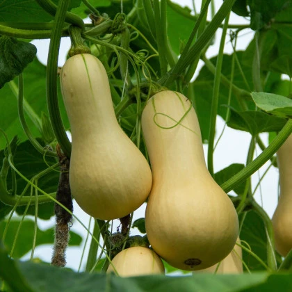 Tekvica maslová Bush Butternut - Cucurbita moschata - semená tekvica - 6 ks