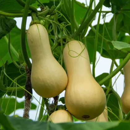 Tekvica maslová Bush Butternut - Cucurbita moschata - semená tekvica - 6 ks