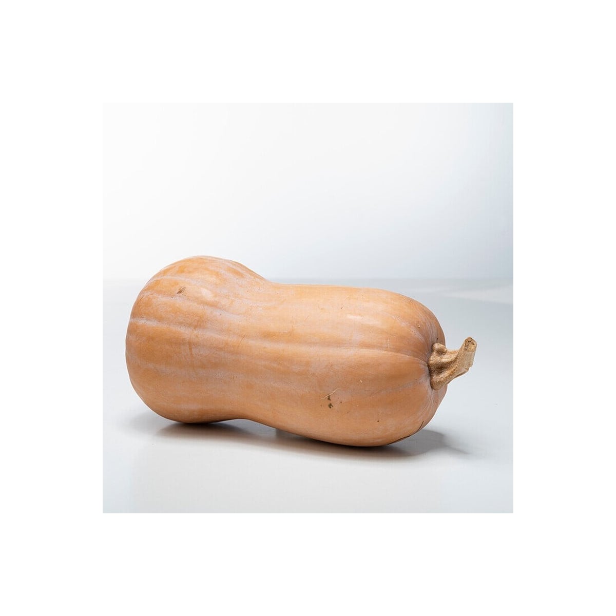 Tekvica maslová Butterfly F1 - Cucurbita moschata - semená tekvica - 6 ks ​