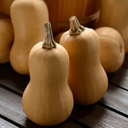 Tekvica maslová Butterbaby F1 PMT - Cucurbita moschata - semená tekvica - 6 ks