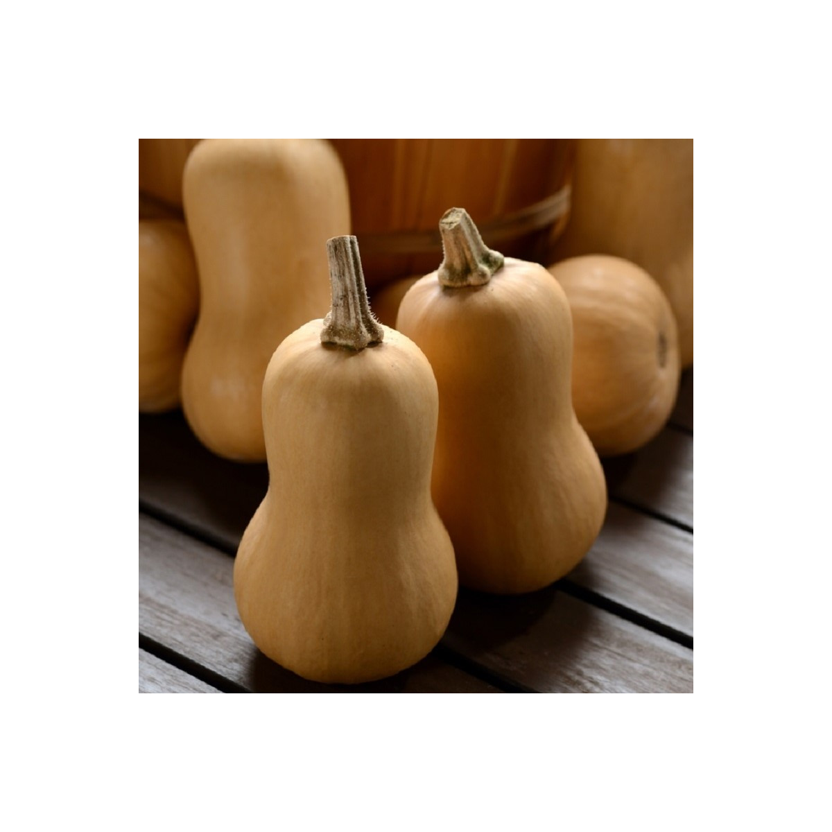 Tekvica maslová Butterbaby F1 PMT - Cucurbita moschata - semená tekvica - 6 ks