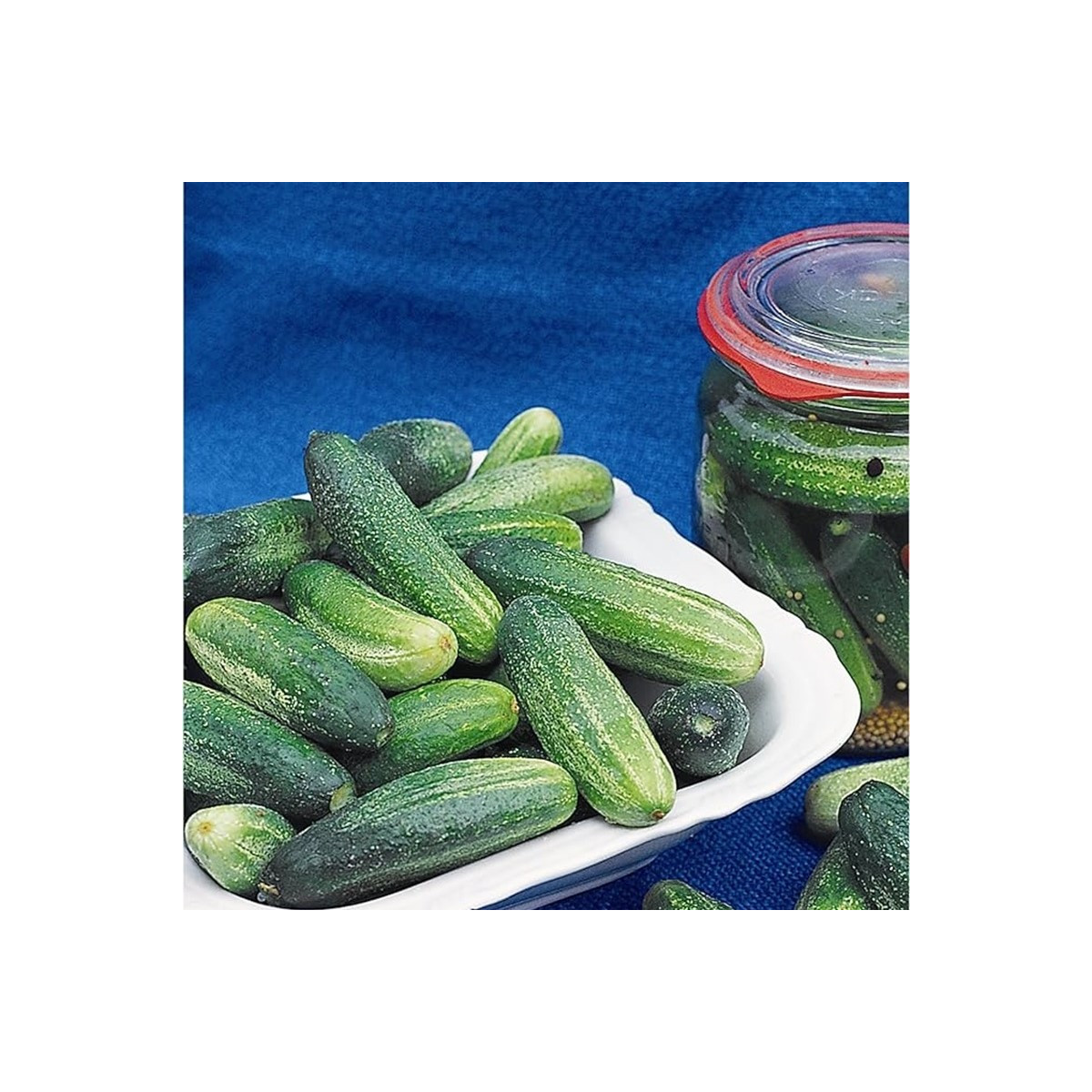 Uhorka Tellus F1 - Cucumis sativus - semená uhorky - 4 ks