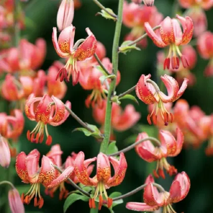 Ľalia Martagon Manitoba - Lilium martagon - cibuľoviny - 1 ks